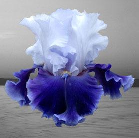 Photo of Tall Bearded Iris (Iris 'Phantom Ship') uploaded by Calif_Sue