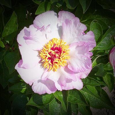 Photo of Peony (Paeonia 'Tranquil Dove') uploaded by Calif_Sue