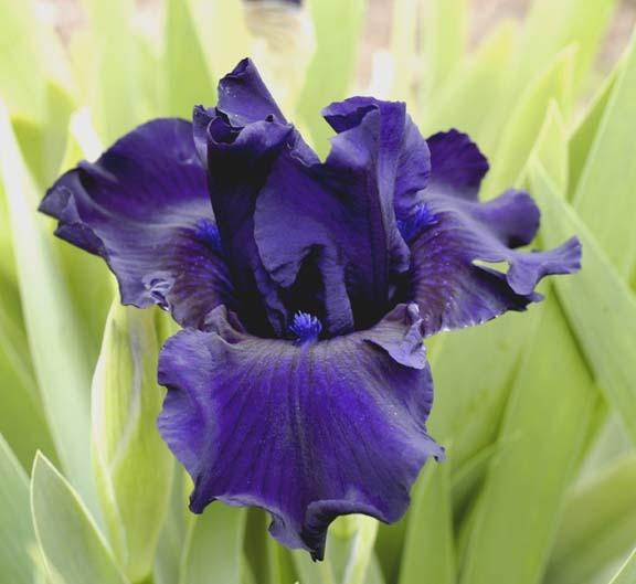 Photo of Intermediate Bearded Iris (Iris 'Midsummer Night's Dream') uploaded by Calif_Sue
