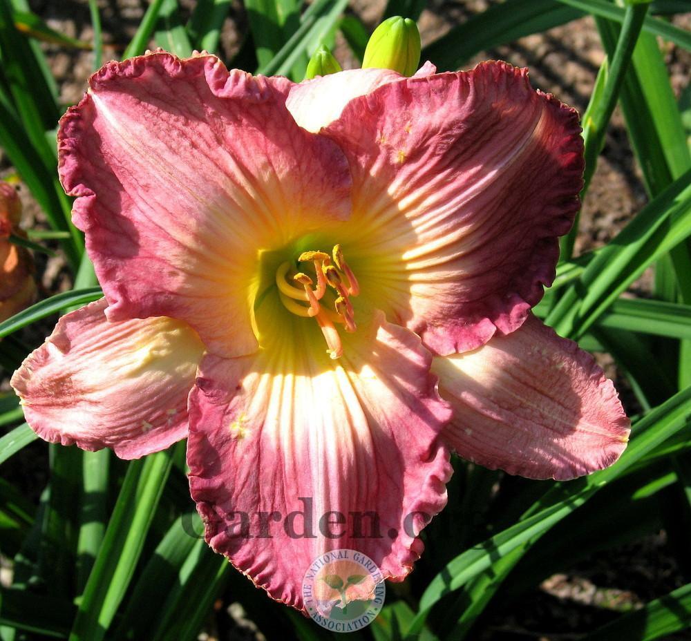 Photo of Daylily (Hemerocallis 'Let Go Laughing') uploaded by Char