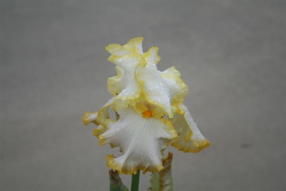 Photo of Tall Bearded Iris (Iris 'Bride's Halo') uploaded by KentPfeiffer