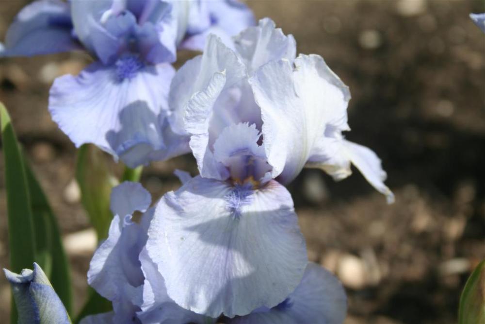 Photo of Intermediate Bearded Iris (Iris 'Az Ap') uploaded by KentPfeiffer
