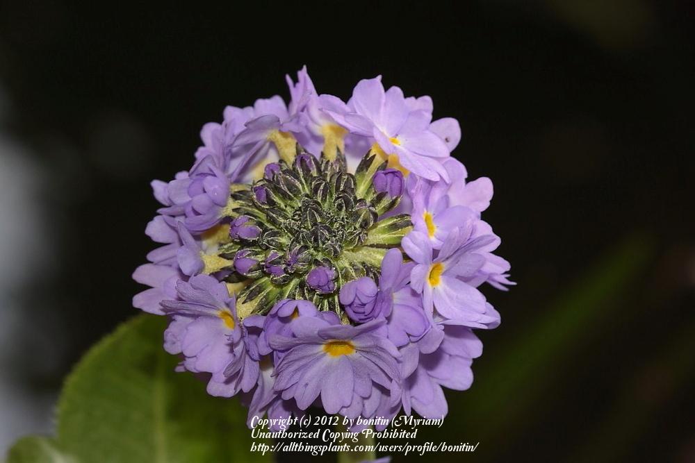 Photo of Drumstick Primrose (Primula denticulata) uploaded by bonitin