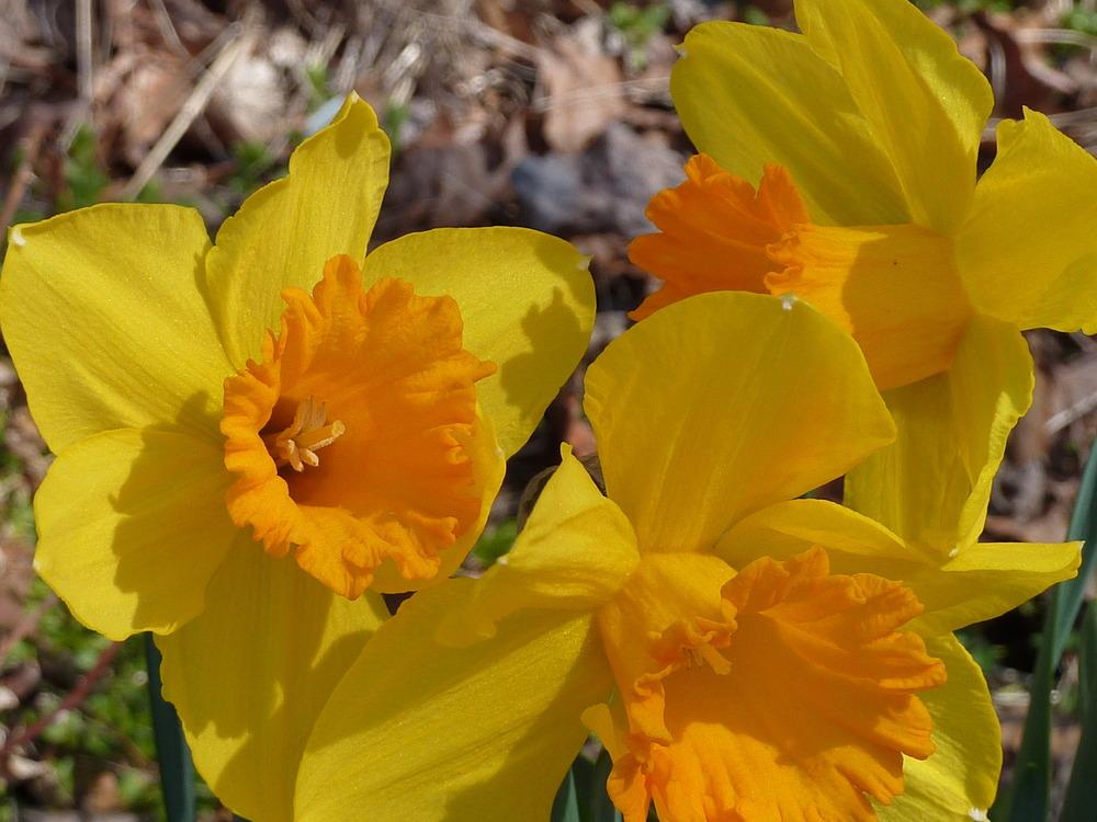 Photo of Jonquilla Daffodil (Narcissus 'Pappy George') uploaded by sandnsea2