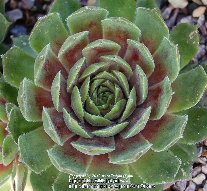 Photo of Hen and Chicks (Sempervivum 'Canada Kate') uploaded by valleylynn