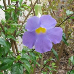 Location: Southwest Florida
Date: March 2012
This attractive and easy to grow shrub comes in a range of pale t