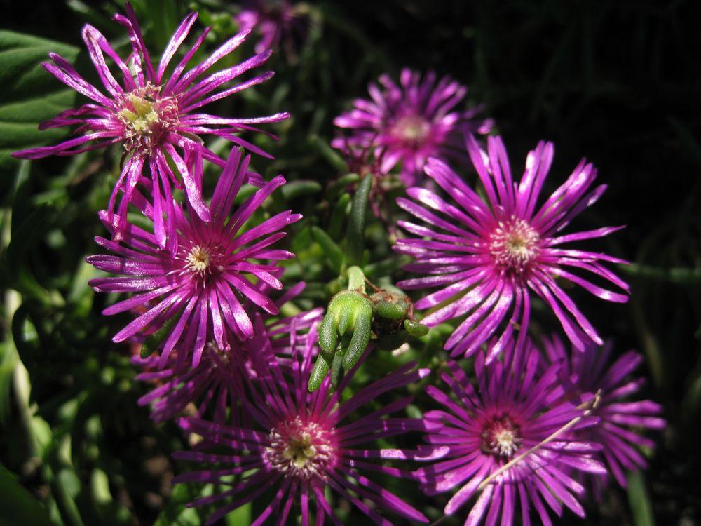 Photo of Ice Plant (Delosperma cooperi) uploaded by clintbrown