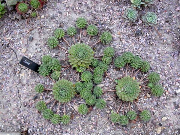 Photo of Hen and Chicks (Sempervivum 'Zorba') uploaded by goldfinch4