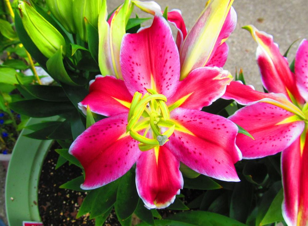 Photo of Lily (Lilium Lily Looks™ After Eight) uploaded by jmorth
