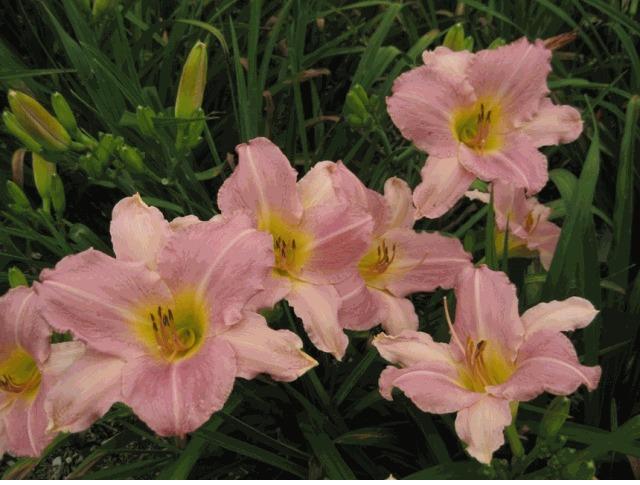 Photo of Daylily (Hemerocallis 'Mainely for Pleasure') uploaded by vic