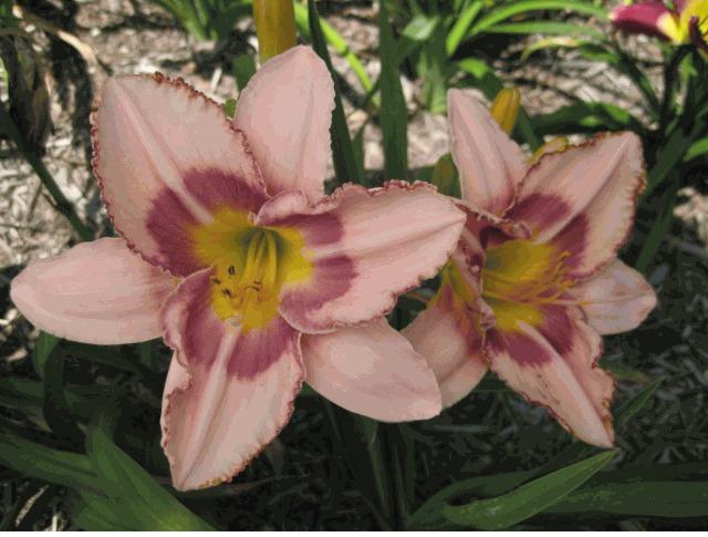Photo of Daylily (Hemerocallis 'Agamenticus') uploaded by vic