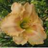 Photo Courtesy of 5 Acre Farm Daylilies Used With Permission