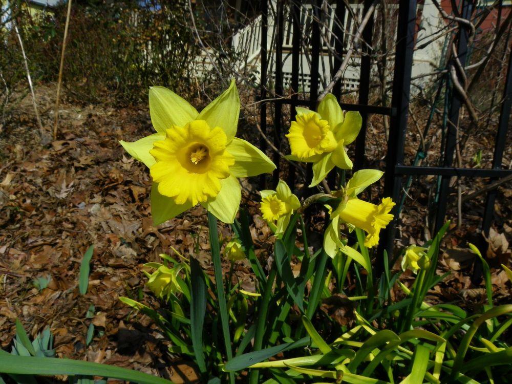 Photo of Trumpet daffodil (Narcissus 'Rijnveld's Early Sensation') uploaded by Newyorkrita