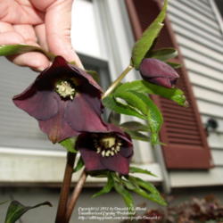 Location: NJ
Date: 2012-03-12
blooming early this year - planted in 2007