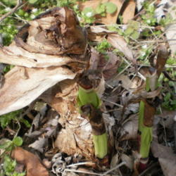 Location: Middle Tennessee
Date: 2012-03-13
new offsets arising from a large bulb (stays in the ground year a