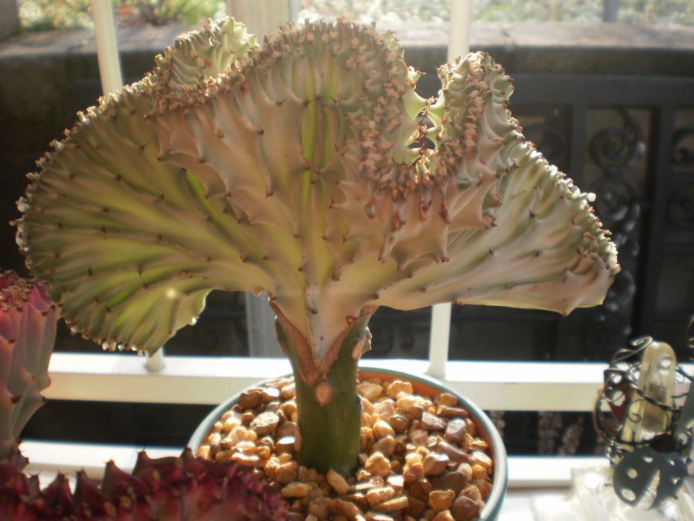Photo of Elkhorn (Euphorbia lactea 'Cristata') uploaded by SongofJoy