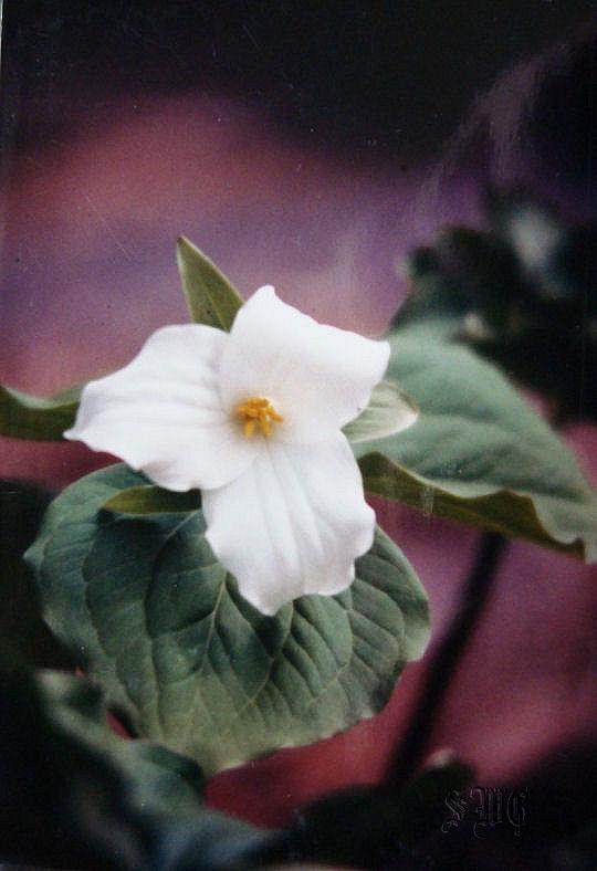 Photo of Great White Trillium (Trillium grandiflorum) uploaded by mistyfog