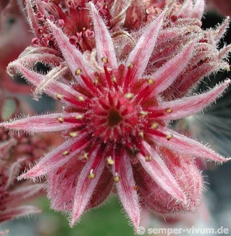 Photo of Hen and Chicks (Sempervivum sp. from Epinel) uploaded by valleylynn
