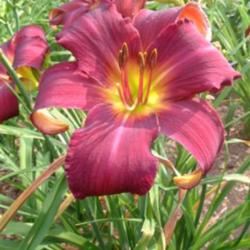 
Date: 2005-07-20
Photo Courtesy of 5 Acre Farm Daylilies Used With Permission