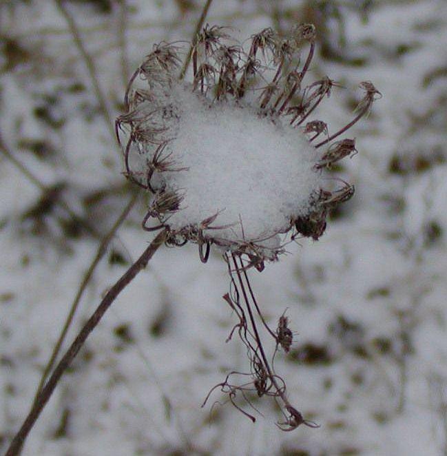 Photo of Queen Anne's Lace (Daucus carota) uploaded by BevJ