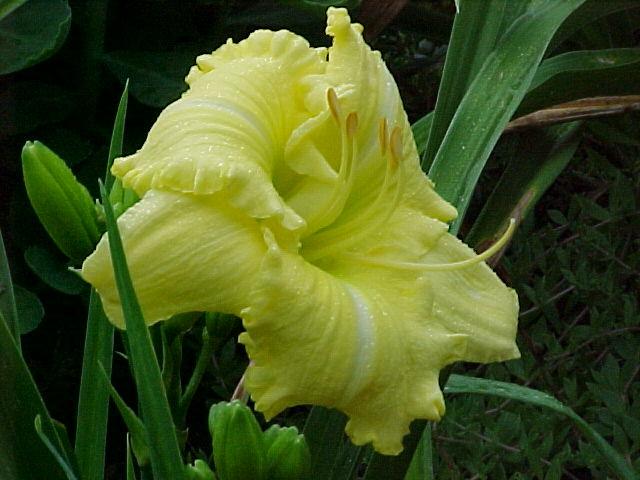 Photo of Daylily (Hemerocallis 'Annie Armstrong') uploaded by Calif_Sue