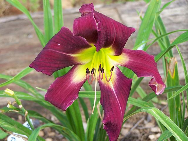 Photo of Daylily (Hemerocallis 'Arms to Heaven') uploaded by Calif_Sue