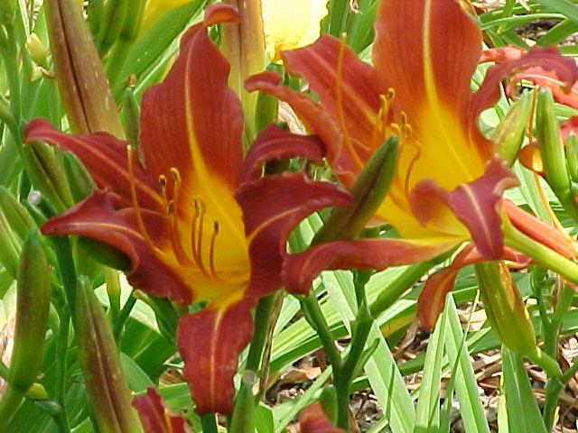 Photo of Daylily (Hemerocallis 'Autumn Red') uploaded by Calif_Sue