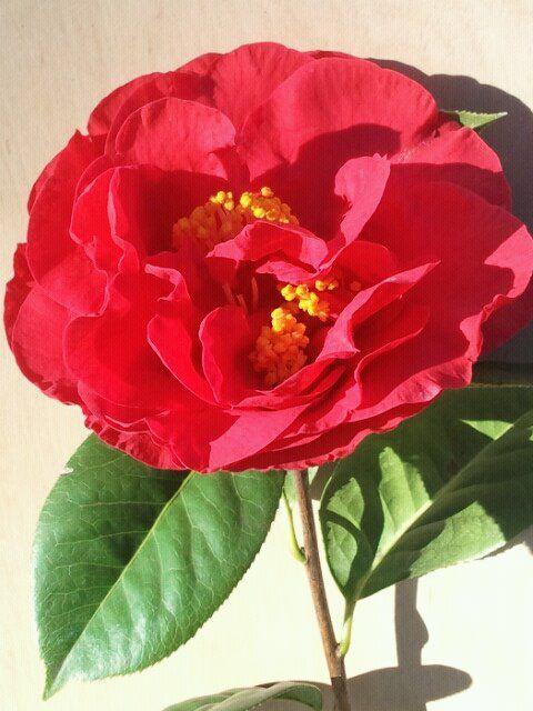 Photo of Hybrid Camellia (Camellia 'Dr. Clifford Parks') uploaded by Calif_Sue