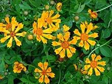 Photo of Dwarf Mouse-ear Tickseed (Coreopsis auriculata 'Zamfir') uploaded by SongofJoy