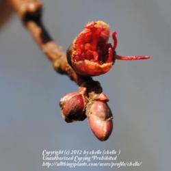 Location: Northeastern Indiana
Date: 2012-03-13
Buds - with female flower beginning to open