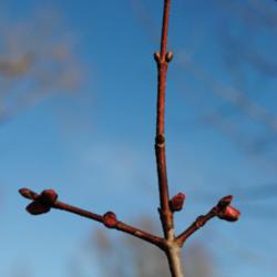 Location: Northeastern Indiana
Date: 2012-03-13
Section of branch tip - with buds