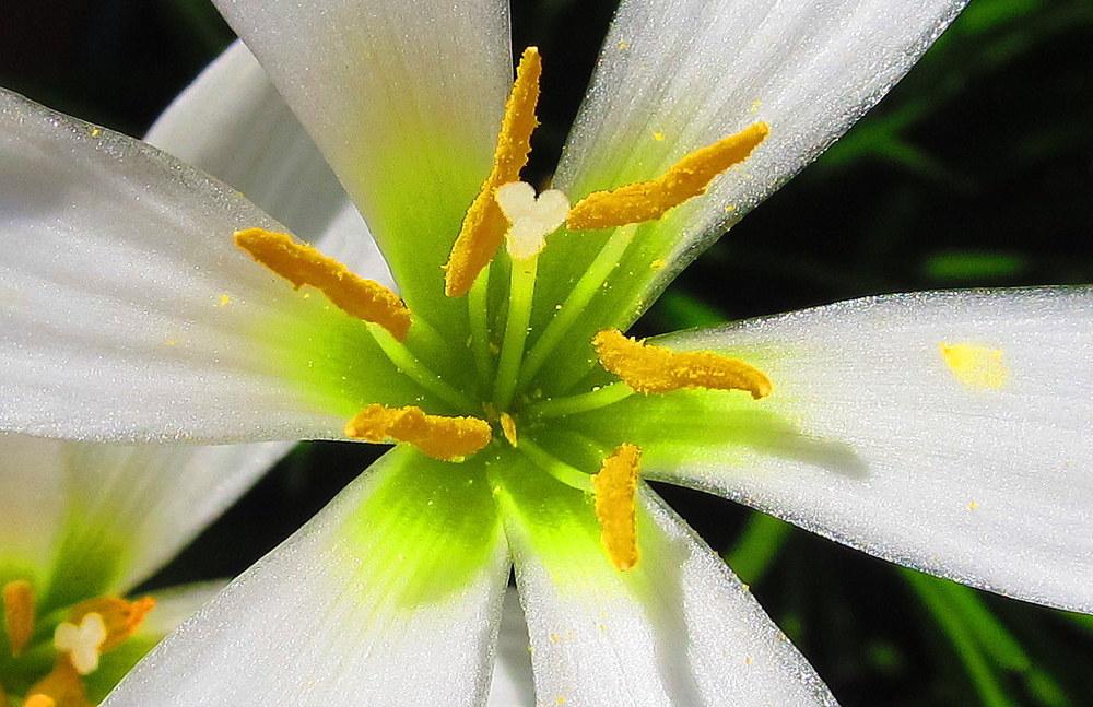 Photo of Rain Lily (Zephyranthes candida) uploaded by jmorth