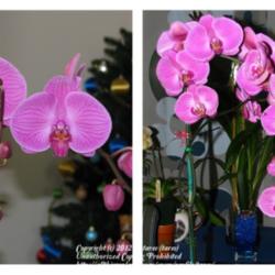 Location: At home-indoors-Central Valley area, CA
Date: Left photo 25Dec2011-Right photo 14Mar2012
Before and After of my Phalaenopsis Orchid