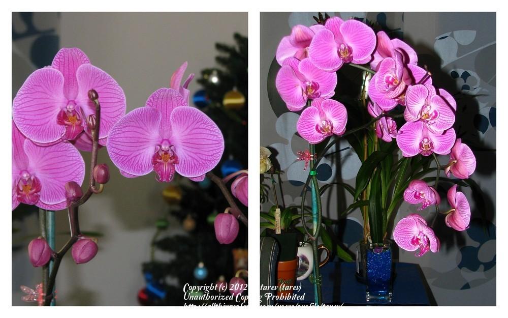 Photo of Moth Orchid (Phalaenopsis) uploaded by tarev