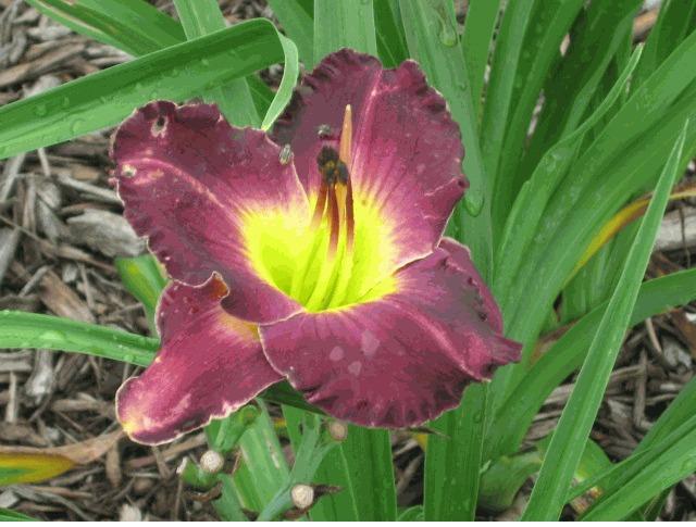 Photo of Daylily (Hemerocallis 'Jumpin in Gomorrah') uploaded by vic