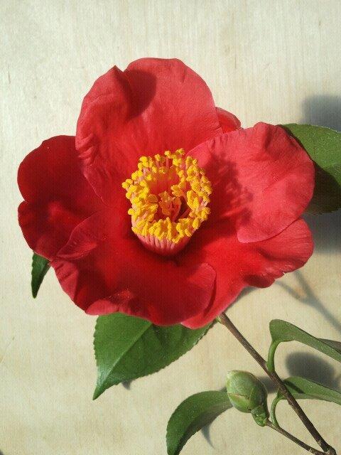 Photo of Camellia (Camellia japonica 'Tama Electra') uploaded by Calif_Sue