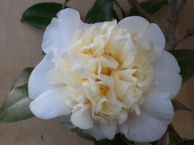 Photo of Hybrid Camellia (Camellia 'Jury's Yellow') uploaded by Calif_Sue