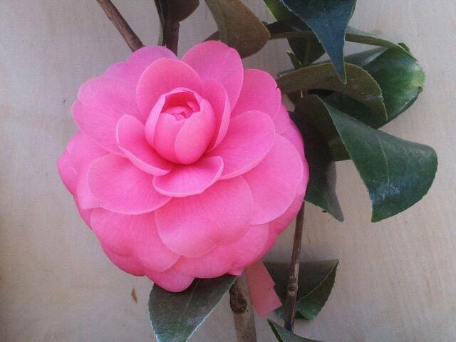 Photo of Common Camellia (Camellia japonica 'Jacks') uploaded by Calif_Sue