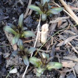 Location: My Northeastern Indiana Gardens - Zone 5b
Date: 2012-03-14
New growth - early spring