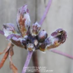 Location: My Northeastern Indiana Gardens - Zone 5b
Date: 2012-03-14
Close up of leaf buds - early spring