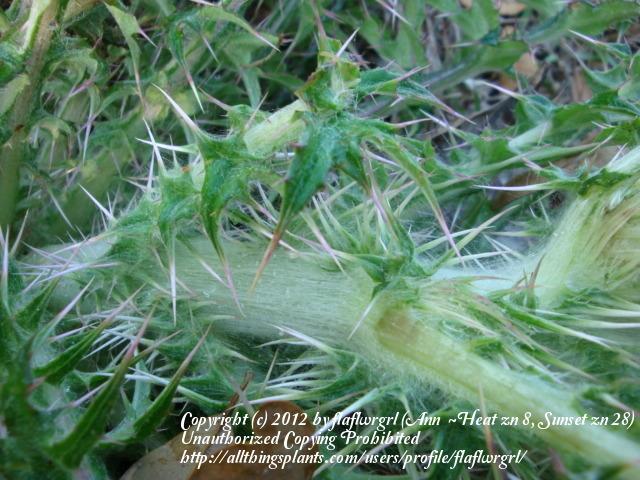 Photo of Bull Thistle (Cirsium horridulum) uploaded by flaflwrgrl