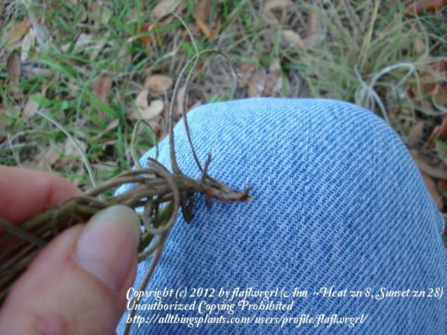 Photo of Ball Moss (Tillandsia recurvata) uploaded by flaflwrgrl