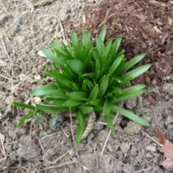 Location: i
Date: 2012-03-11
early spring growth