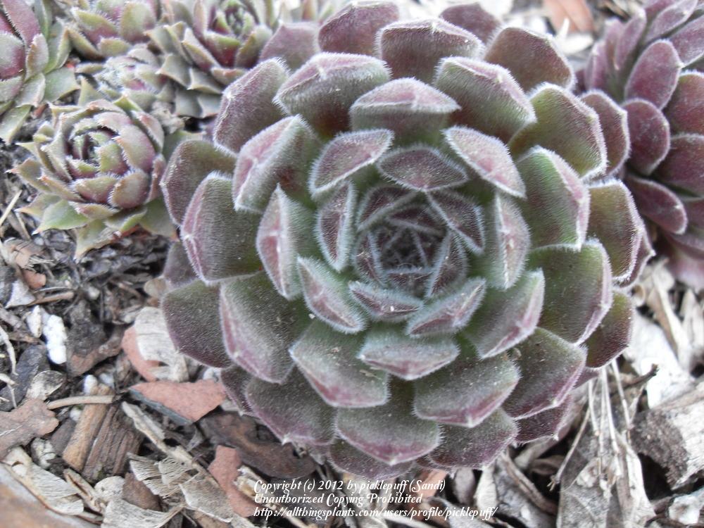 Photo of Hen and Chicks (Sempervivum 'Pink Puff') uploaded by picklepuff
