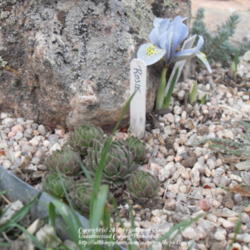 Location: Zone 5 xeric garden
Date: 2012-15-03
Sempervivum 'Rosie' waking up from a hard winter with iris'Kathar