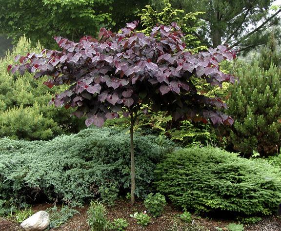 Photo of Eastern Redbud (Cercis canadensis 'Forest Pansy') uploaded by rcn48