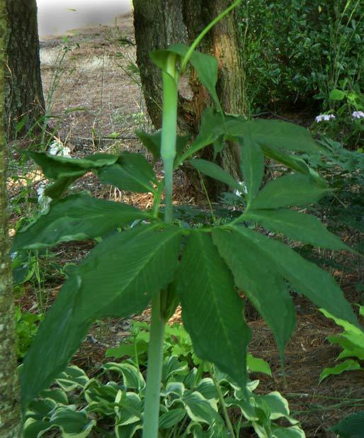Photo of Dancing Crane Cobra Lily (Arisaema heterophyllum) uploaded by rcn48