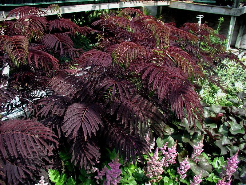Photo of Chocolate Mimosa (Albizia julibrissin 'Summer Chocolate') uploaded by rcn48