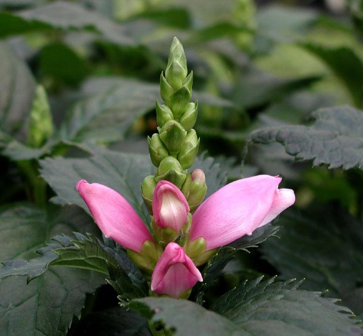 Photo of Pink Turtlehead (Chelone lyonii 'Hot Lips') uploaded by rcn48