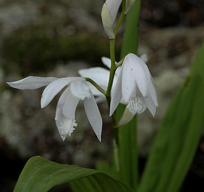 Photo of Chinese Ground Orchid (Bletilla striata) uploaded by rcn48